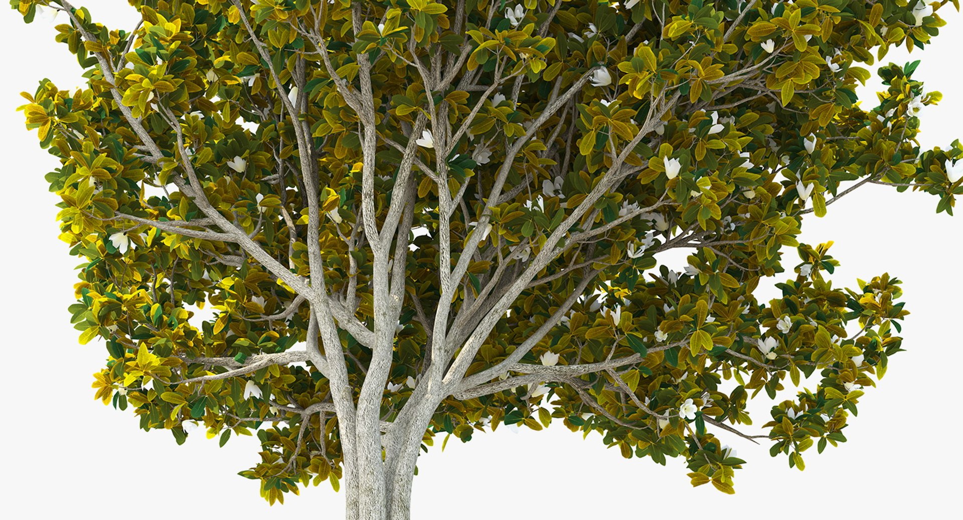 flowering bushes trees 5 3D https://p.turbosquid.com/ts-thumb/Hz/bYCAkO/qqjUvrPm/floweringbushesandtreescollection53dmodel049/jpg/1585054207/1920x1080/fit_q87/ba5080b2b76791e735c976b5f2b0f0c9c4197efc/floweringbushesandtreescollection53dmodel049.jpg