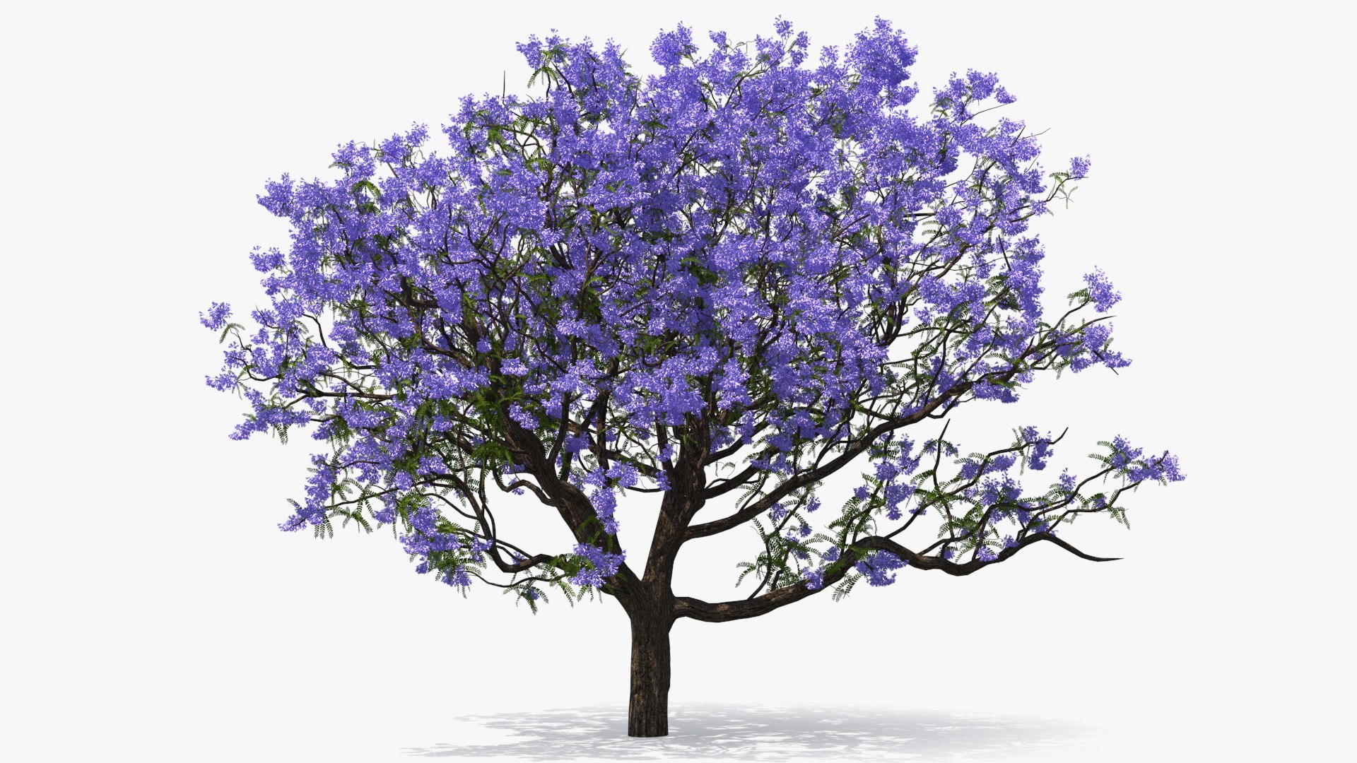flowering bushes trees 5 3D https://p.turbosquid.com/ts-thumb/Hz/bYCAkO/sSJEa3AD/floweringbushesandtreescollection53dmodel003/jpg/1585054129/1920x1080/fit_q87/eb5d8bc475e0541fe4e732b7bf00fecbd59d7be1/floweringbushesandtreescollection53dmodel003.jpg