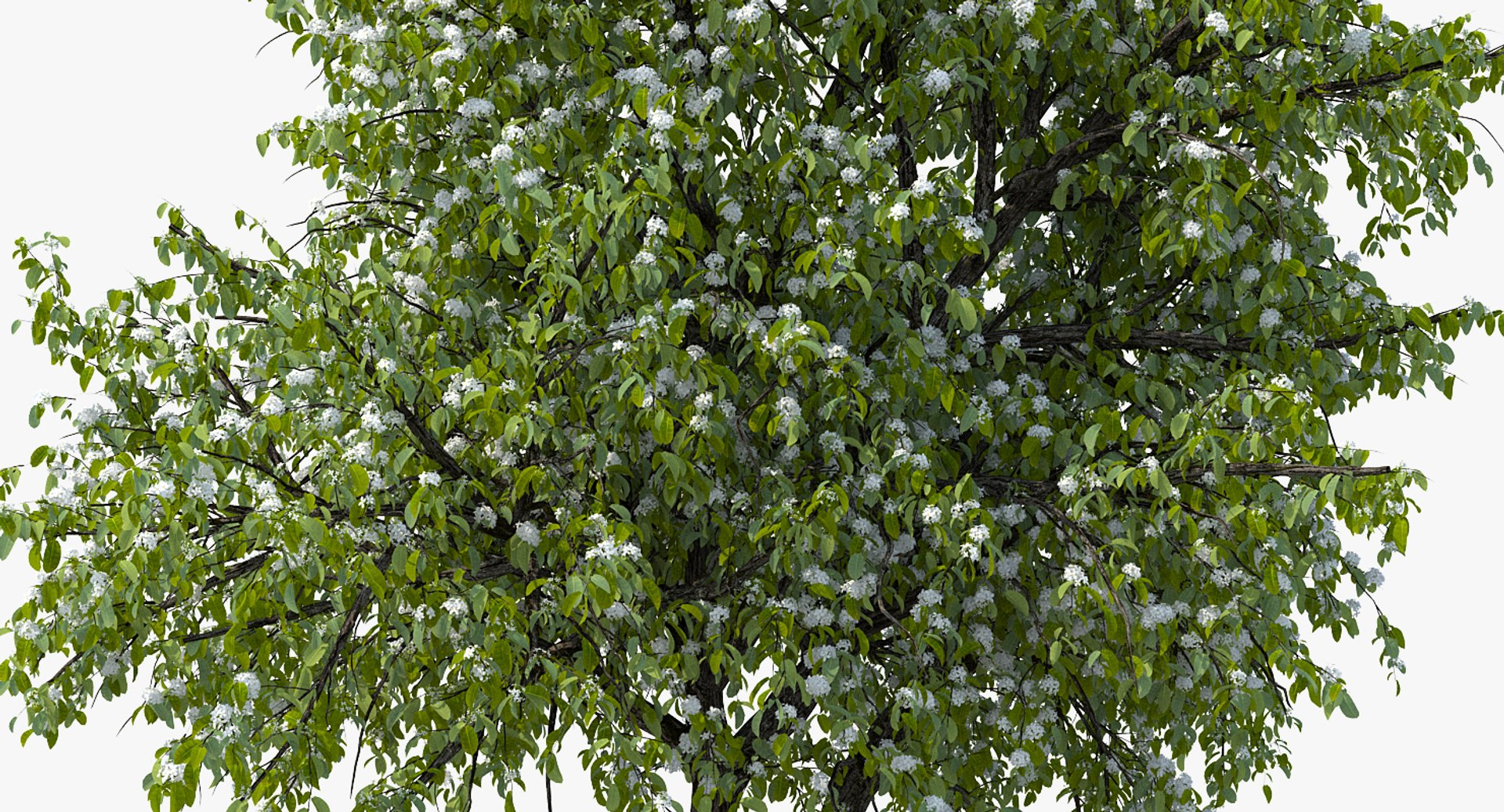 flowering bushes trees 5 3D https://p.turbosquid.com/ts-thumb/Hz/bYCAkO/t0YAvq0U/floweringbushesandtreescollection53dmodel038/jpg/1585054187/1920x1080/fit_q87/2d071510a841c11d377a89d928f4ad04bca506a0/floweringbushesandtreescollection53dmodel038.jpg
