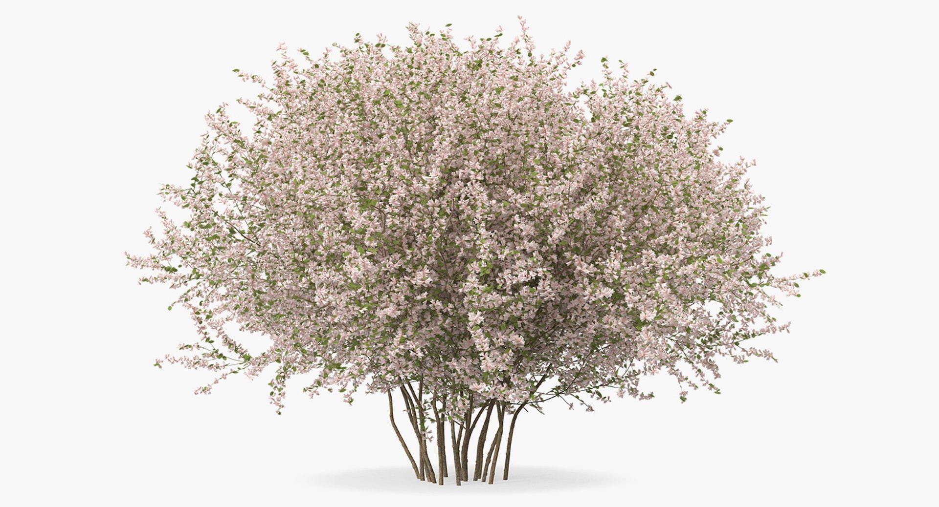 flowering bushes trees 5 3D https://p.turbosquid.com/ts-thumb/Hz/bYCAkO/toMZUUb2/floweringbushesandtreescollection53dmodel065/jpg/1585054233/1920x1080/fit_q87/f43460238ff9ff0286e23e1ac32de2eaed3d3488/floweringbushesandtreescollection53dmodel065.jpg