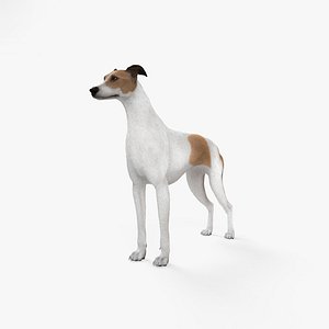 3D dog greyhound animal model