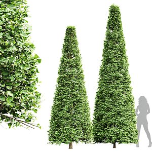 3D model New Tree High detail Carpinus Betulus Broadleaf Conical
