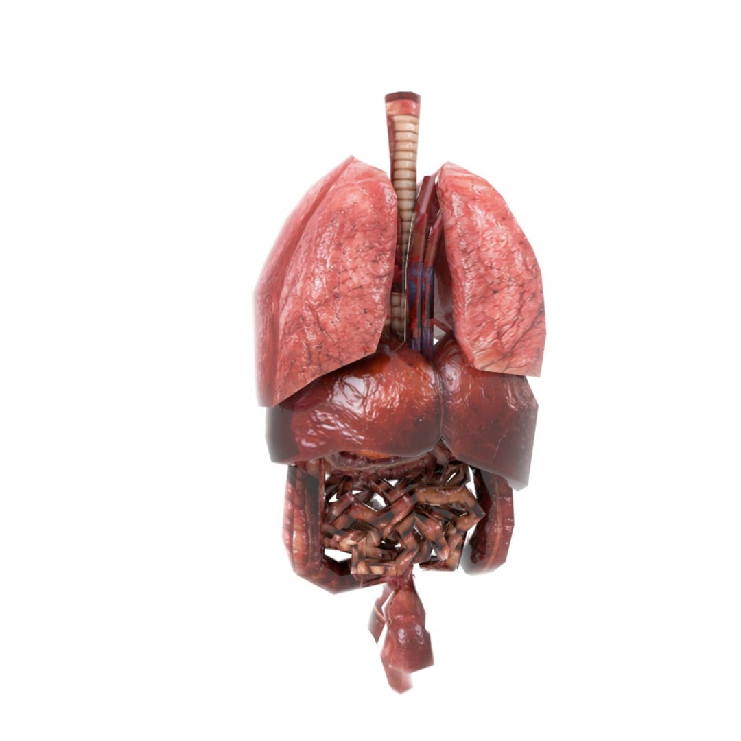 3D Model Low Poly Human Internal Organs Pack - Realistic Anatomy Game ...