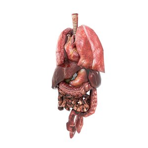 3D model Low Poly Human Internal Organs Pack - Realistic Anatomy Game Asset