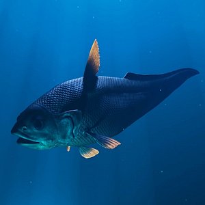 Deep Sea Abyssal Grenadier 3D model