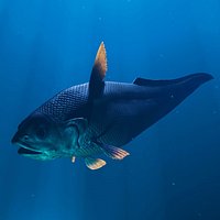 Deep Sea Abyssal Grenadier