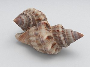 Cypraecassis rufa seashell model - TurboSquid 1387280