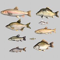 9 Fish