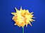 3d flower animation model