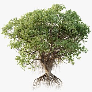 3D AV Plants Mangrove Gray Avicennia Marina03
