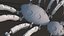 Spider Bot HD