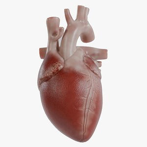 Human Heart 3D model