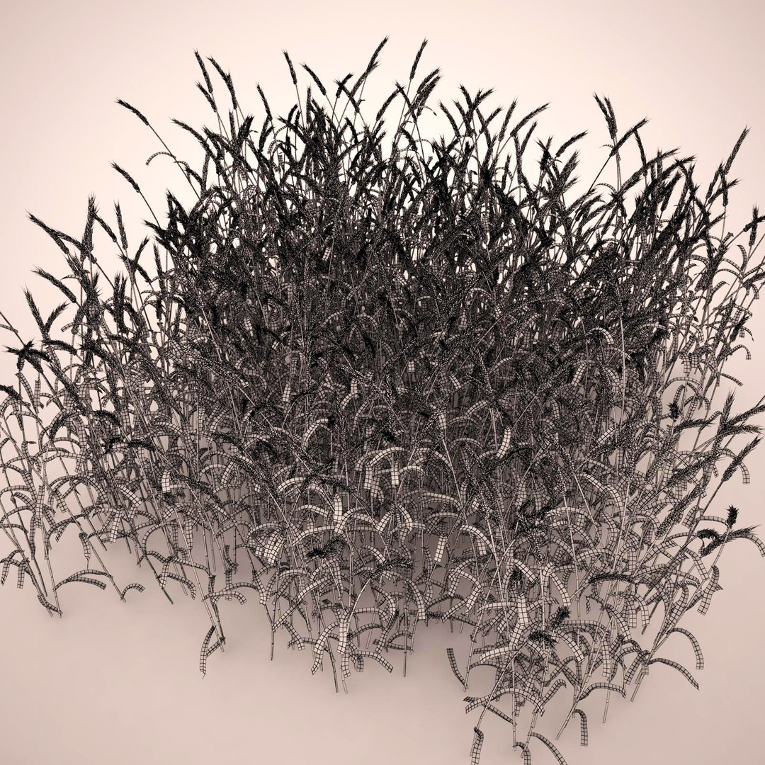 3d max common wheat https://p.turbosquid.com/ts-thumb/I1/3jbbig/3wAEiJHL/common_wheat_043_wireframe/jpg/1411560877/1920x1080/fit_q87/e9ef0272093adc992f7b08e941375f99ab937a02/common_wheat_043_wireframe.jpg
