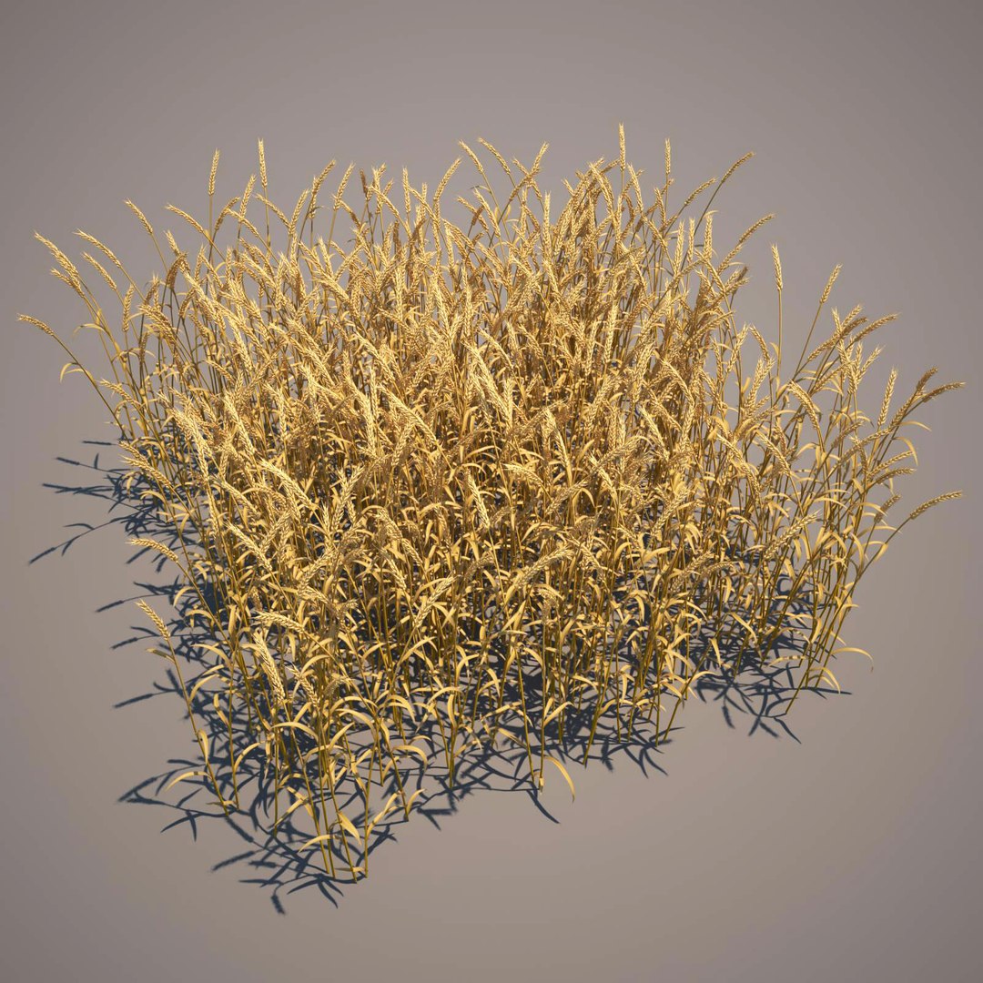 3d max common wheat https://p.turbosquid.com/ts-thumb/I1/3jbbig/CDU75Wy4/common_wheat_031_mature_mat/jpg/1411560877/1920x1080/fit_q87/c1b63631bf9fa47ff54b4a93eba55700f86814c9/common_wheat_031_mature_mat.jpg
