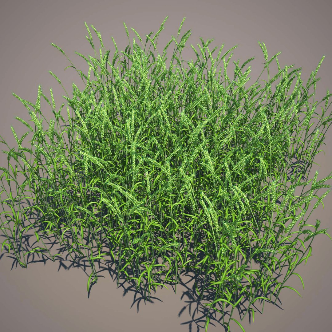 3d max common wheat https://p.turbosquid.com/ts-thumb/I1/3jbbig/NEjLsMIY/common_wheat_042_young_mat/jpg/1411560877/1920x1080/fit_q87/77cd9219c4f4f958ad81b97087e847403294ce35/common_wheat_042_young_mat.jpg