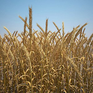 3d max common wheat