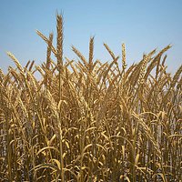 Common Wheat Field