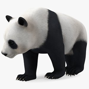 3D model Giant Panda Walking Pose