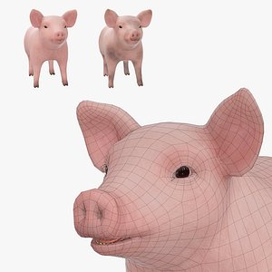 Small pig