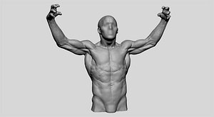 3D model male torso