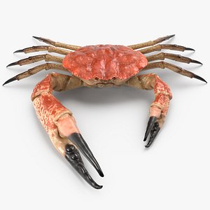 3d model tasmanian giant crab