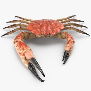 Tasmanian Giant Crab 3D Model