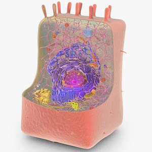 Animal Cell Structure