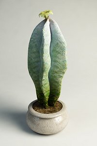 cactus Astrophytum myriostigma columnare