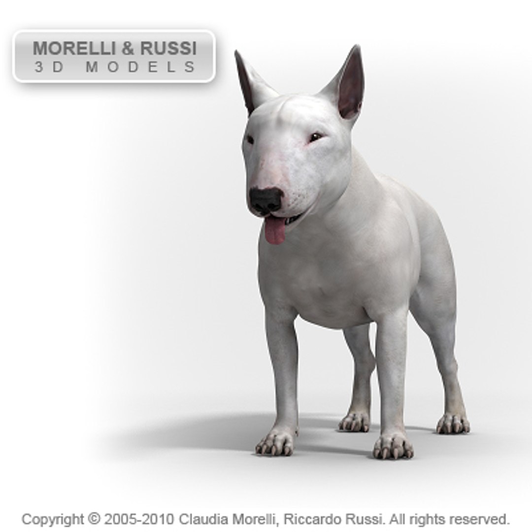 c4d bull terrier https://p.turbosquid.com/ts-thumb/I2/9yWj7C/9DjipWTT/bullterrierhqshade04/jpg/1284981080/1920x1080/fit_q87/063a3169e2dab4cc9a322df4640d340426341db5/bullterrierhqshade04.jpg