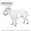 BULL TERRIER