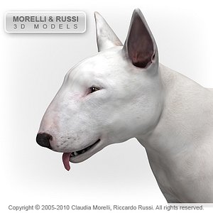 c4d bull terrier