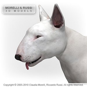 BULL TERRIER