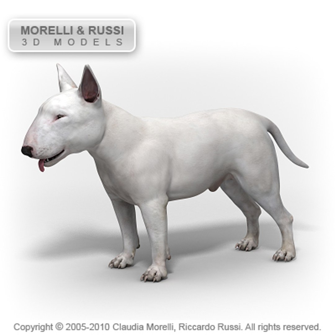 c4d bull terrier https://p.turbosquid.com/ts-thumb/I2/9yWj7C/PwoaNrxk/bullterrierhqshade02/jpg/1284981080/1920x1080/fit_q87/bd9083122c861a8e94fbcf323ba40b689bb66881/bullterrierhqshade02.jpg