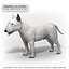 BULL TERRIER