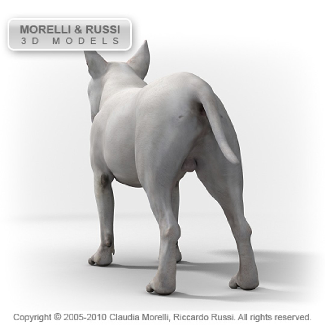 c4d bull terrier https://p.turbosquid.com/ts-thumb/I2/9yWj7C/bfLEbXho/bullterrierhqshade06/jpg/1284981080/1920x1080/fit_q87/00968a7979e9f95dbe942ae52a20422cbb4f6a88/bullterrierhqshade06.jpg