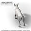 BULL TERRIER