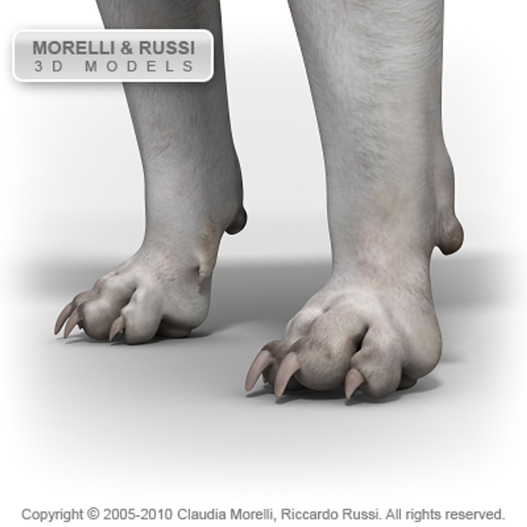c4d bull terrier https://p.turbosquid.com/ts-thumb/I2/9yWj7C/y3b9m5wq/bullterrierhqshade05/jpg/1284981080/1920x1080/fit_q87/c3c6ee23f0f51e80db1e3708a3e0d2c6e0d19941/bullterrierhqshade05.jpg