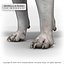 BULL TERRIER