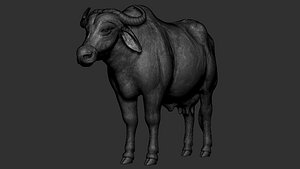 Indian Buffalo