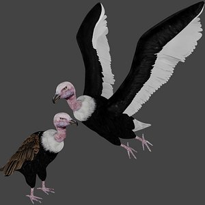 3D model different version vulture