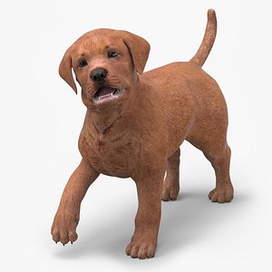 Brown Labrador Retriever Puppy Rigged 3D model