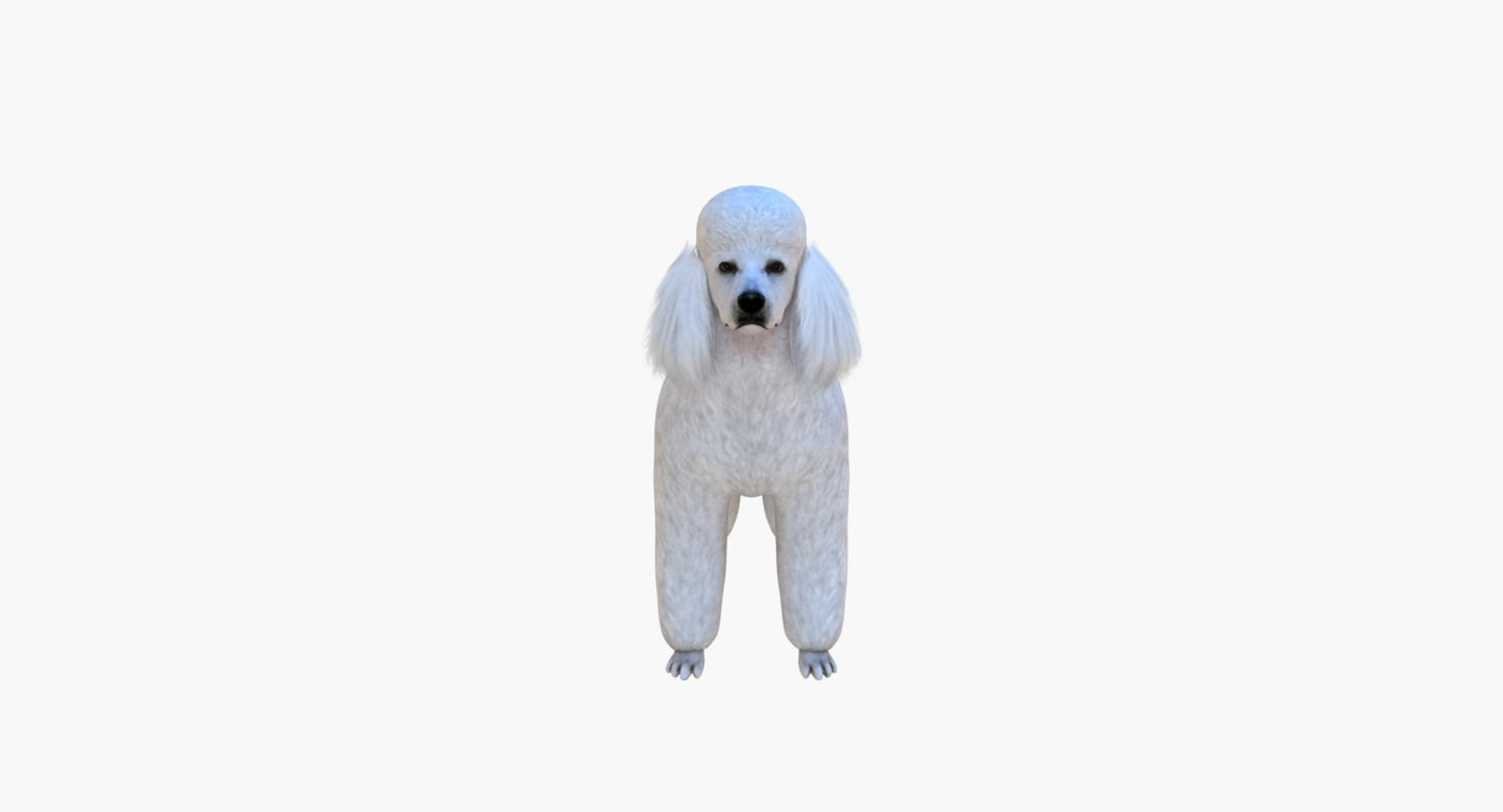 Max the hot sale giant poodle