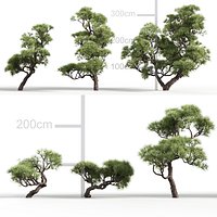 Low-poly Pinus thunbergii - Japanese black pine