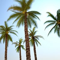 PALM TREES COLLECTION