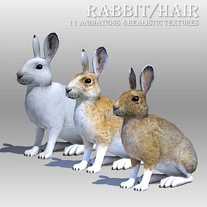 Rabbit