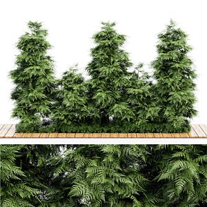 2 Different tree Slender Hinoki Cypress Tree-Narrow Trees for Small Yards model