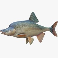 Humpback Chub