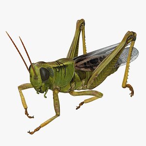 3D grasshopper eating pose fur model