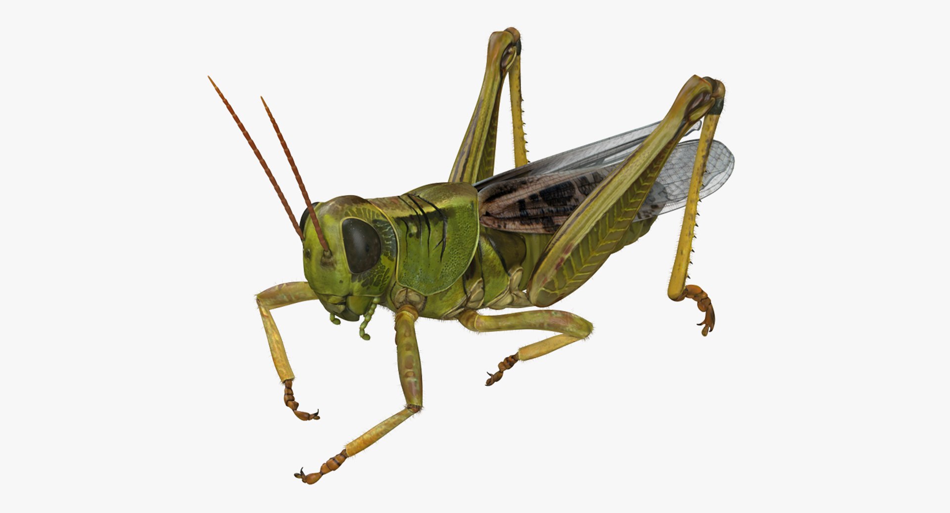 Grasshopper Eating Pose with Fur 3D Model 3D model preview
