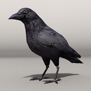 crow max